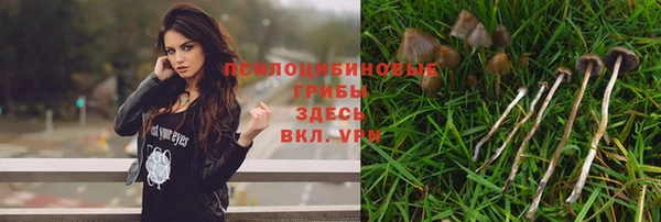 apvp Белокуриха